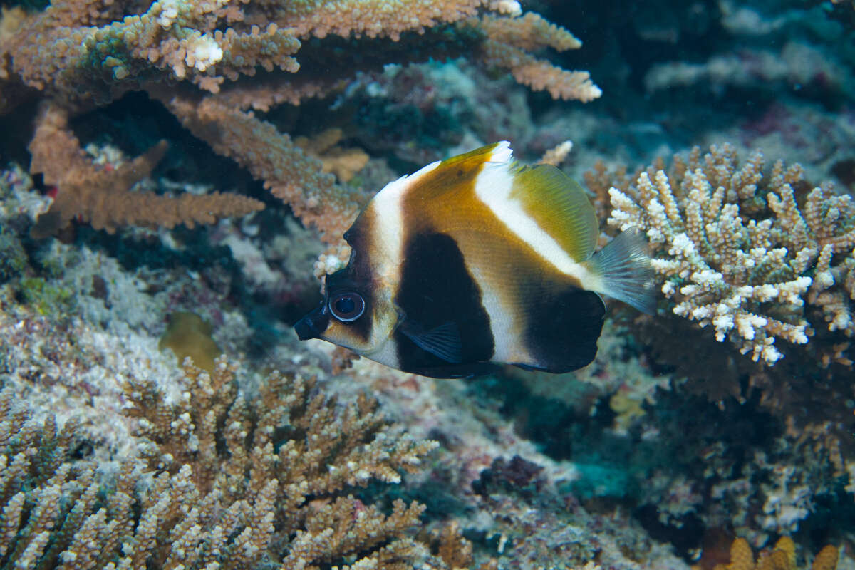 Image of Indian Ocean Bannerfish