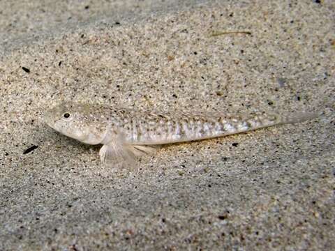 Image of Marbled Goby