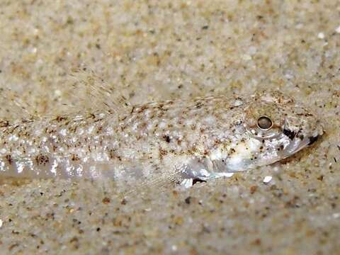 Image of Marbled Goby