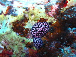 Image of Lumpy black and grey slug