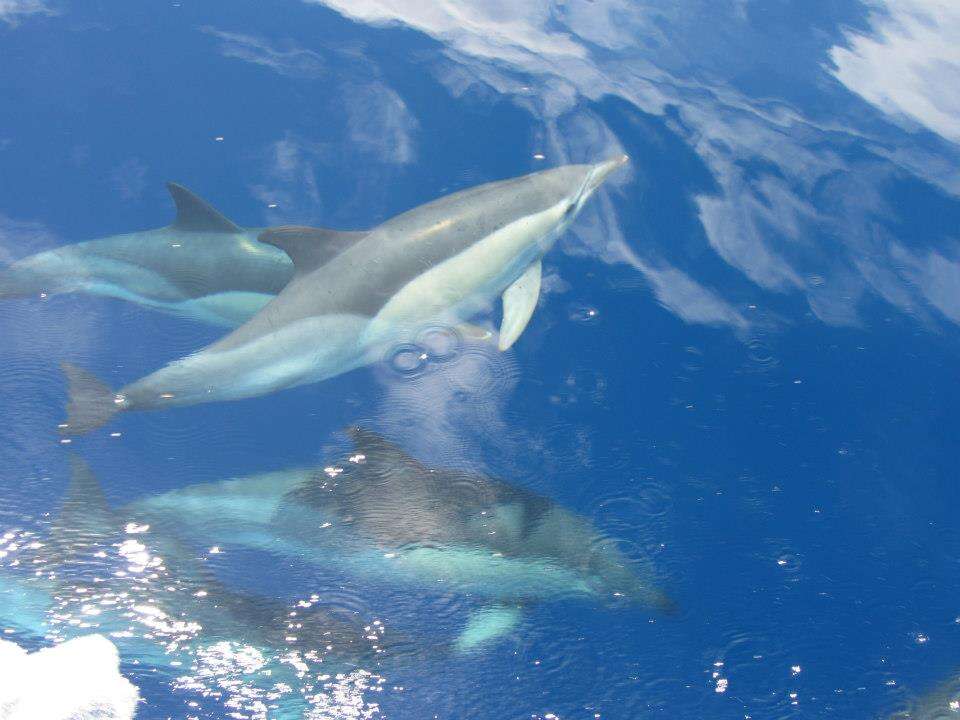 Image of Atlantic Dolphin