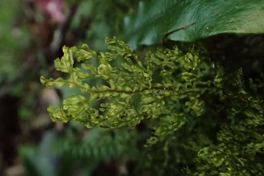 Image de Hymenophyllum fimbriatum J. Sm.