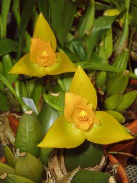 Image of Sweet scented Lycaste