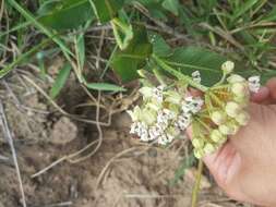 Image of Asclepias mellodora St. Hil.