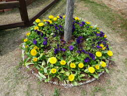 Image of pot marigold