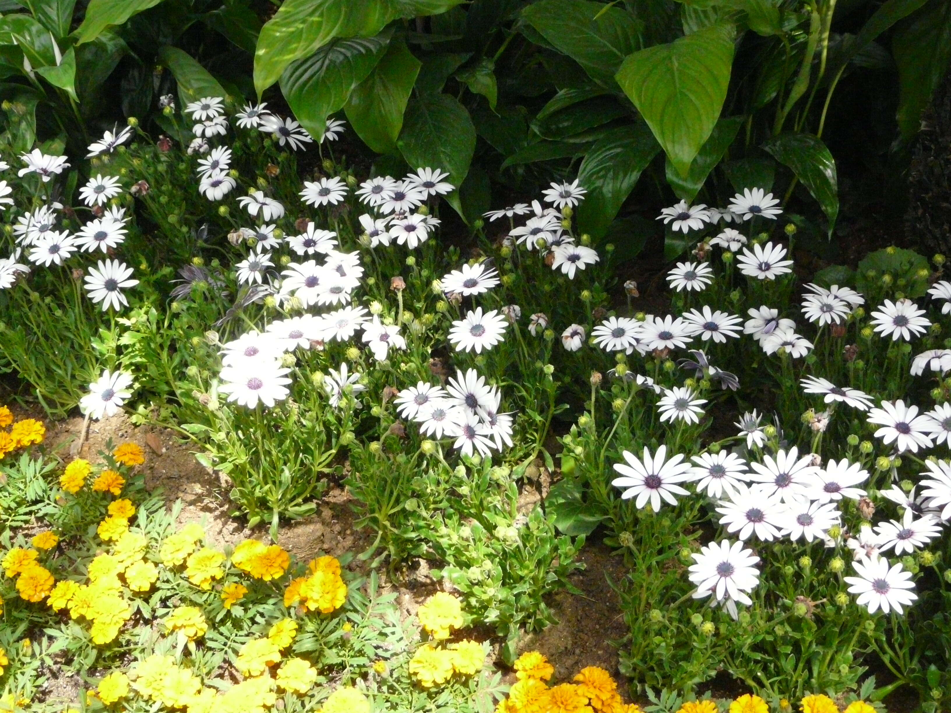 Image of French marigold