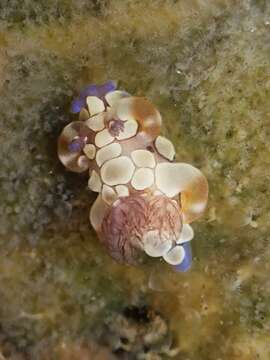 Image of Trapania scurra Gosliner & Fahey 2008