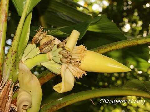 Image of Musa itinerans var. kavalanensis H. L. Chiu, C. T. Shii & T. Y. A. Yang