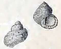 Image of Herpetopoma aspersum (Philippi 1846)