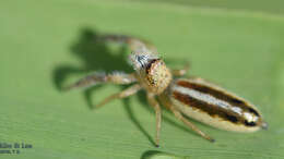 Image of Mendoza canestrinii (Ninni 1868)