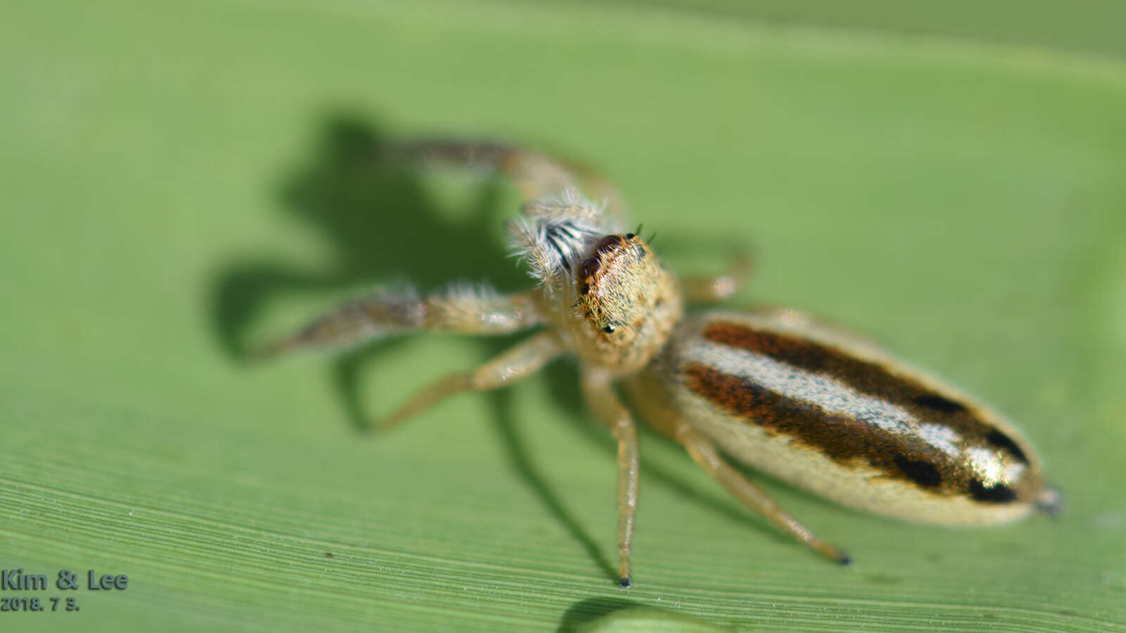 Image of Mendoza canestrinii (Ninni 1868)