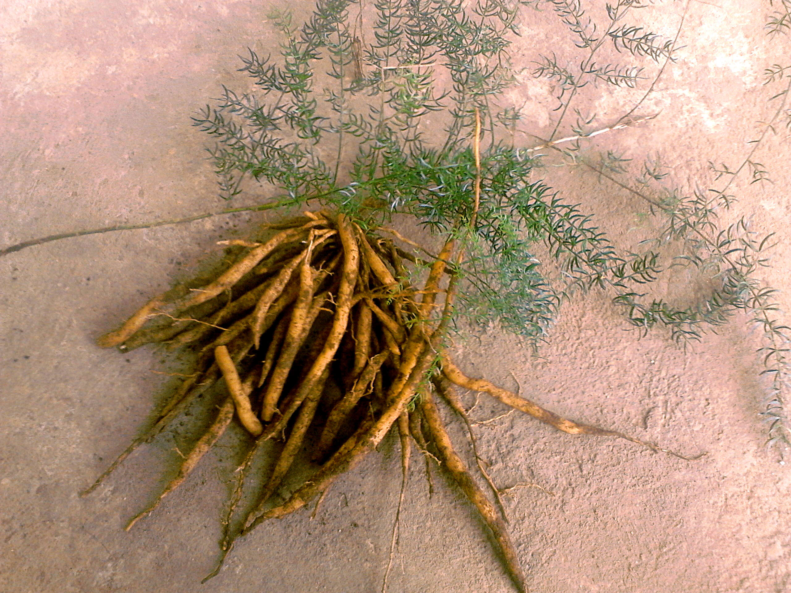 Image of Cwebe asparagus fern