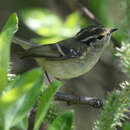 Phylloscopus forresti Rothschild 1921 resmi