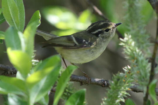 Image of Sichuan Leaf Warbler