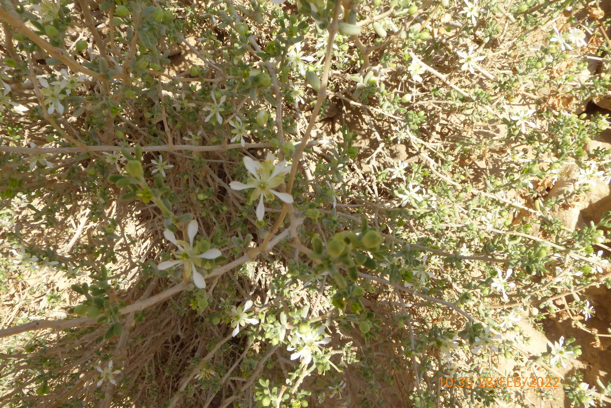 Image of Tetraena dumosa (Boiss.) Beier & Thulin