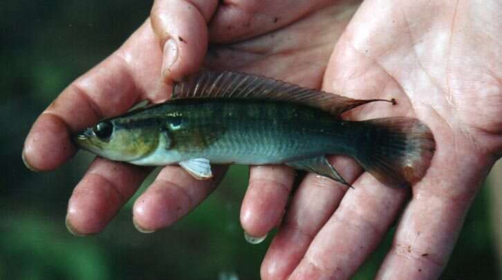 Plancia ëd Crenicichla saxatilis (Linnaeus 1758)