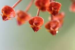 Image of Waxflowers