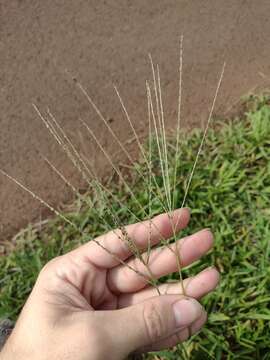 Image of Digitaria stricta Roth