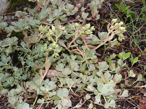 Слика од Sedum obtusatum subsp. paradisum M. F. Denton