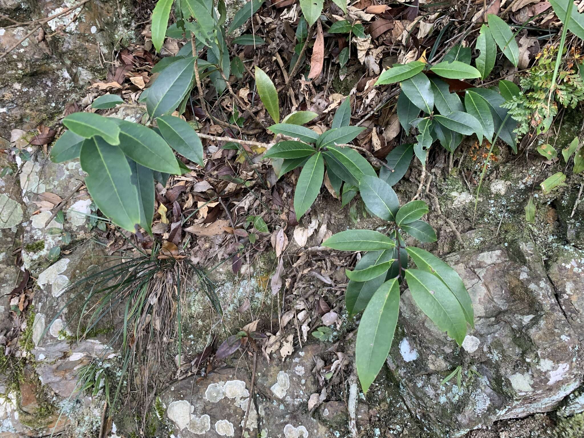 Image of Ilex tugitakayamensis Sasaki