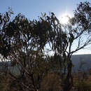 صورة Eucalyptus goniocalyx subsp. goniocalyx