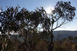 Image of Eucalyptus goniocalyx subsp. goniocalyx