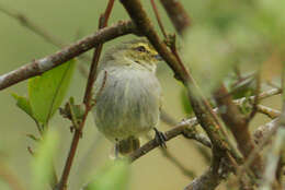 Image of Golden-faced Tyrannulet