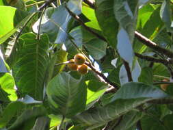 Image of Ficus albipila (Miq.) King