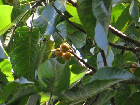 Слика од Ficus albipila (Miq.) King