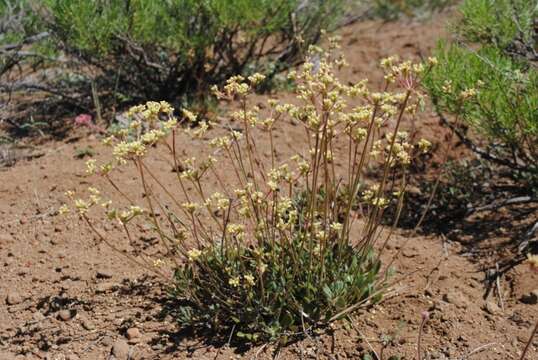 Imagem de Eriogonum marifolium A. Gray