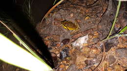 Image of Litoria spaldingi (Hosmer 1964)