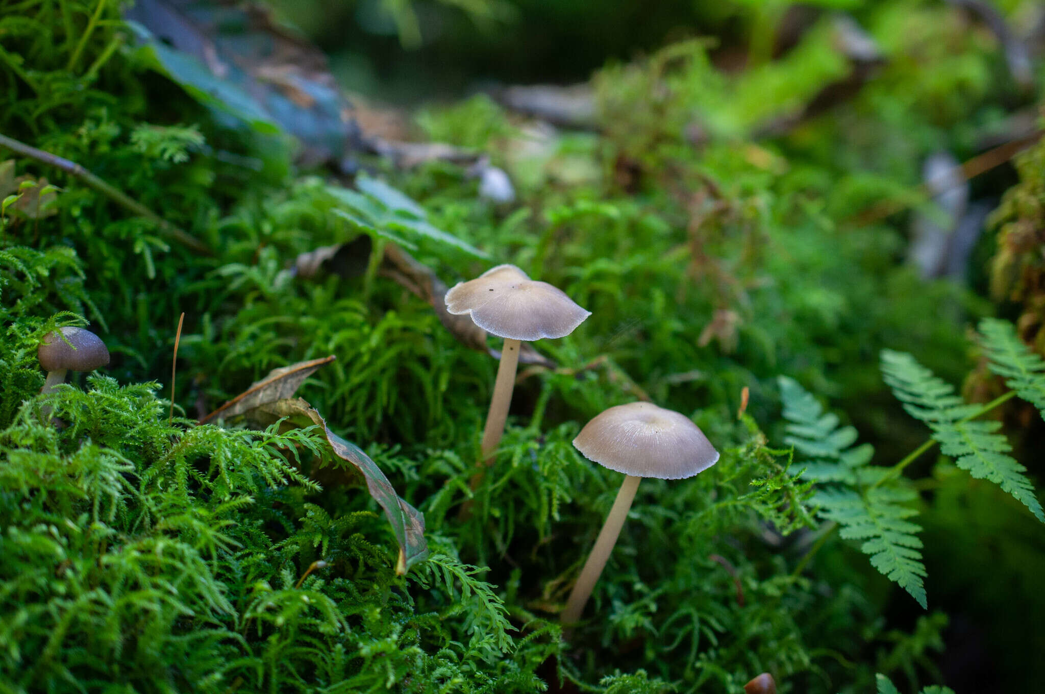 Image of Clitocybula lacerata (Scop.) Métrod 1952