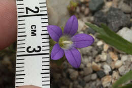 Imagem de Campanula rhodensis A. DC.