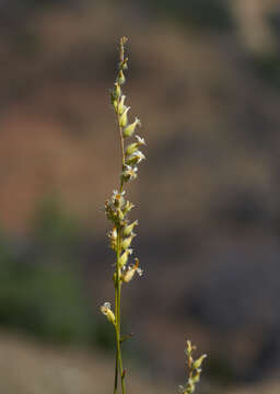 Sivun Streptanthus morrisonii F. W. Hoffm. kuva