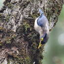 Image of Sulphur-billed Nuthatch