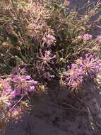 Image of purple sand verbena