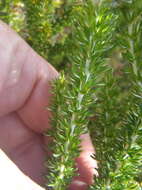 Image of Strandveld Blombush