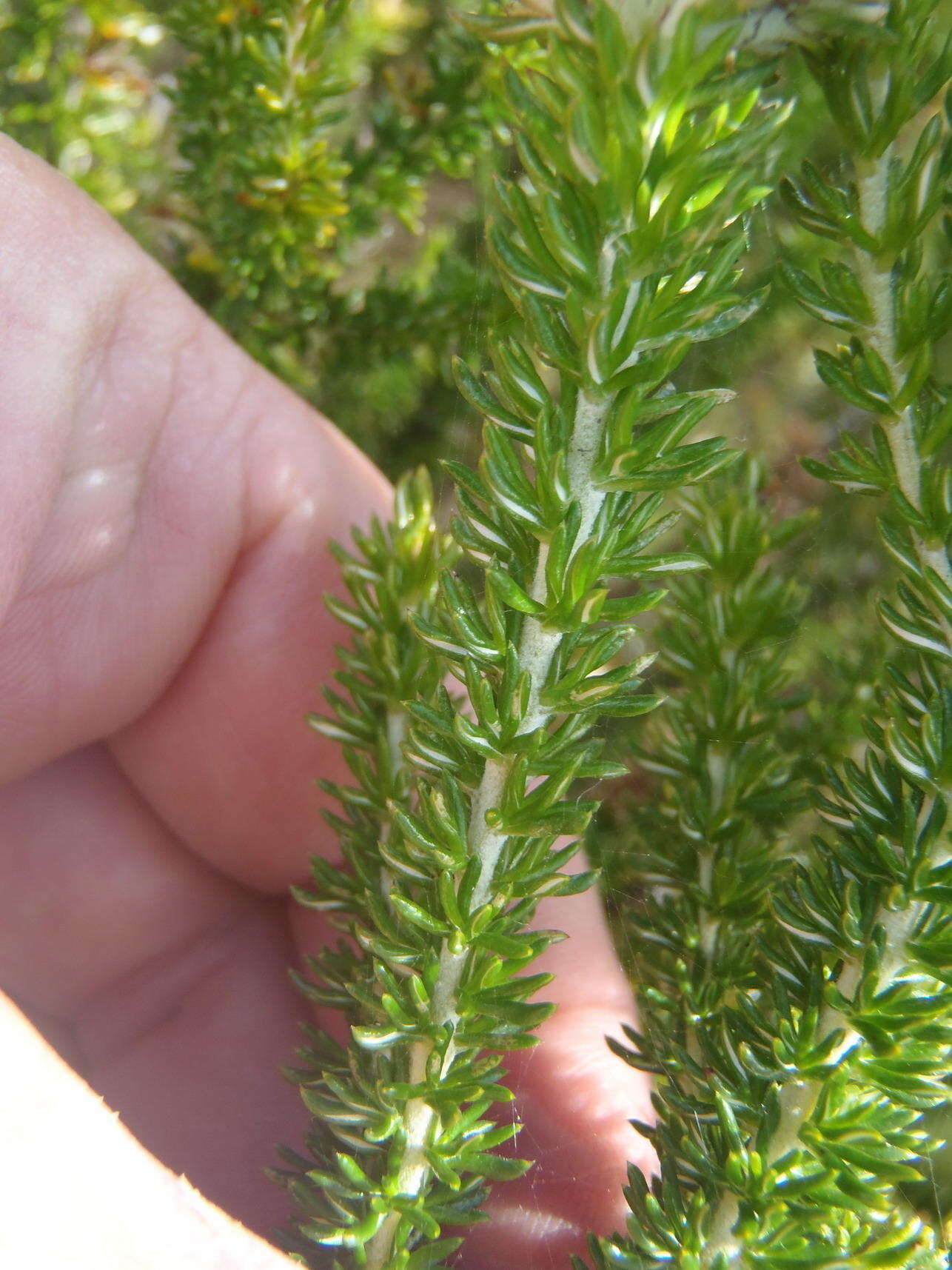 Image of Strandveld Blombush