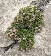 Image of Poole's starviolet