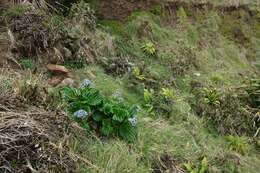 Image of giant forget-me-not