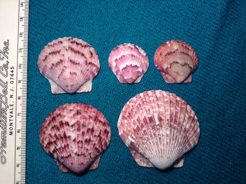 Image of Atlantic Calico scallop