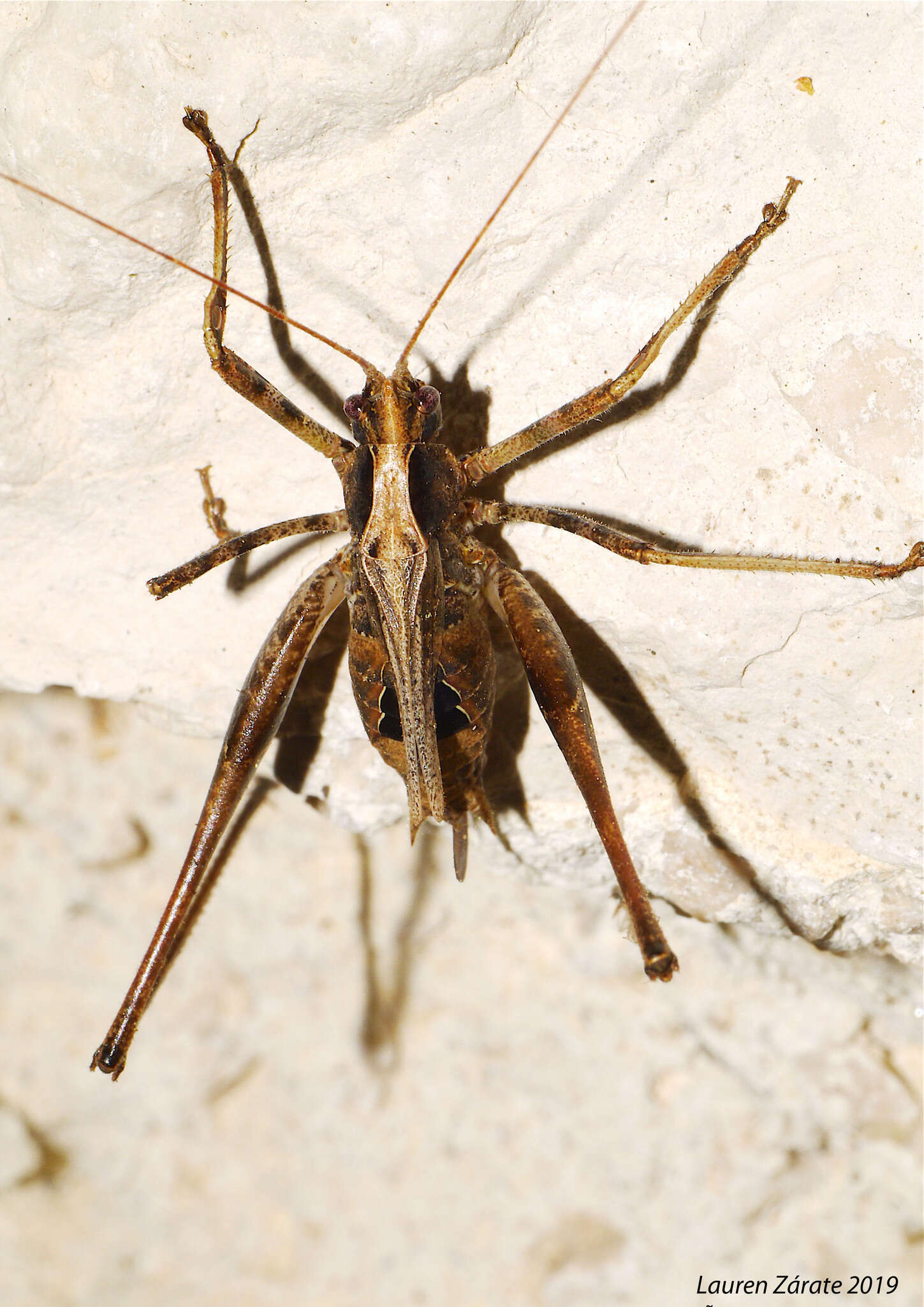 Image of Insara acutitegmina Fontana, Buzzetti, Mariño-Pérez & P. L. García García 2011