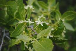 Image of California hoptree