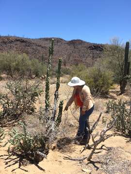 Image of senita cactus