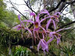 Image of Laelia superbiens Lindl.