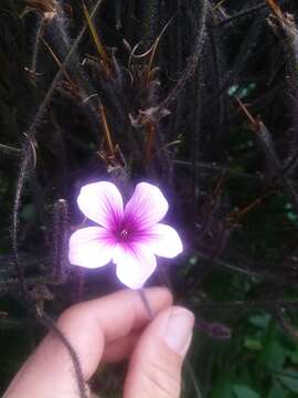 Image of Madiera cranesbill