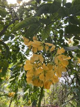 Senna bacillaris (L. fil.) H. S. Irwin & Barneby resmi