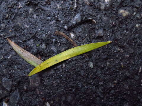 Image of small Philippine acacia