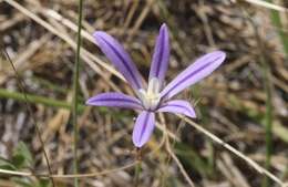 Image of Dwarf Brodiaea