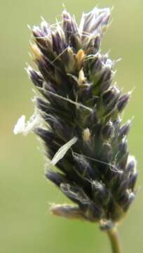 Imagem de Sesleria caerulea (L.) Ard.